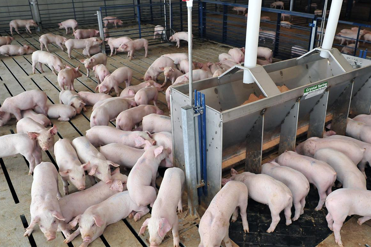 Pig Farm Billboard