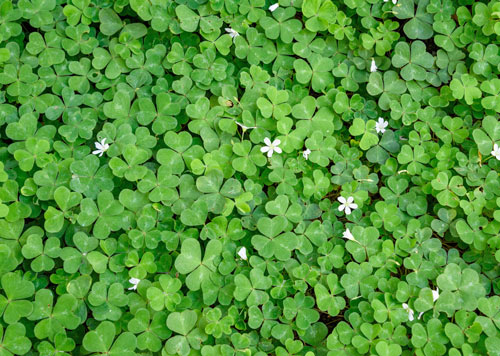 Field of shamrocks