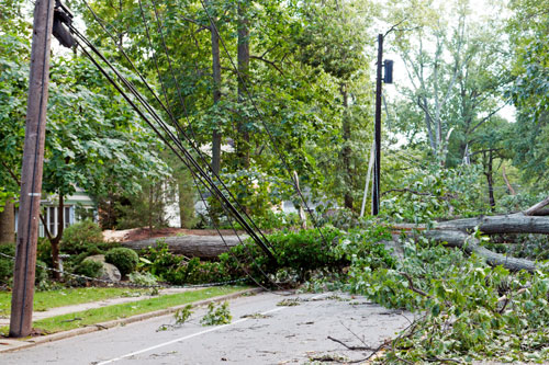 Damage from storm with tree on fallen power lines