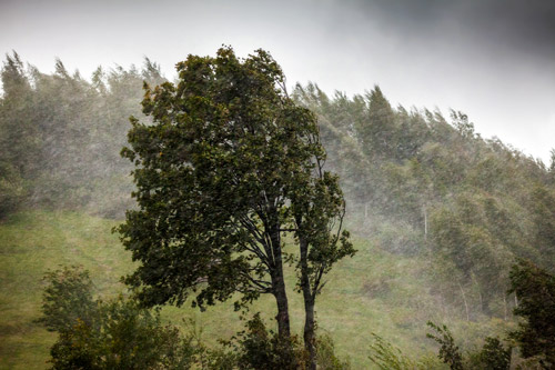 Trees blow in wind of storm