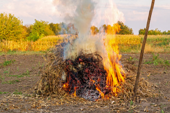 Pile of crops burning in field with pitchfork nearby