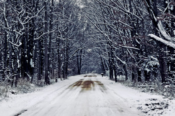 A snowy country road with an archway of trees lining the road