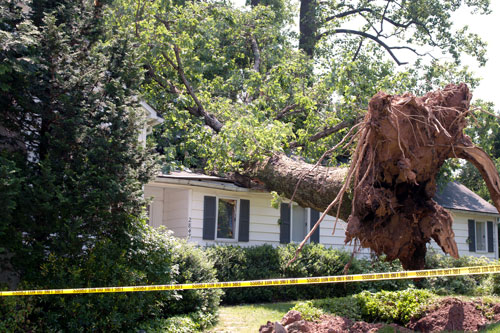 Fallen tree on house