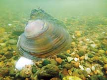 A Tippecanoe River pink heelsplitter with foot extended. Mussels are bivalve mollusks, meaning they have a hinged shell. Mussels only open their shells slightly, to filter water or extend a lure. Brant Fisher photo.
