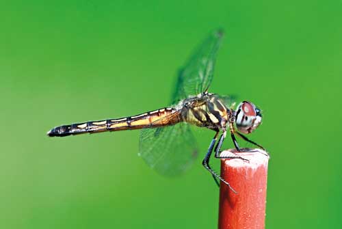 GLEN RICHARDSON: La Porte (LaPorte County), Glen got this photo of a blue dasher dragonfly during a spring afternoon. He noticed that these insects like to perch on top of the red fiberglass road markers outside his house, but not the yellow ones. He’s a chemical engineer who has subscribed to Outdoor Indiana since 2022.