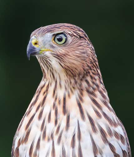 RICHARD HAMMER: Frankfort (Clinton County), Richard was sitting on his back porch taking photos of American goldfinches when this Cooper’s hawk landed on his backyard fence. The amateur bird photographer said he could barely contain his excitement as he quickly switched his focus to the hawk and got a few shots before it flew away.