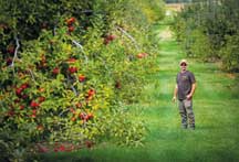 Jason McClure among a row of apple trees in Peru