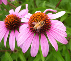 Honey Bee on a coneflower