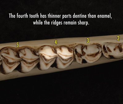 Apical view photo of deer jaw showing the fourth tooth with thinner parts dentine than enamel, while the edges remain sharp.