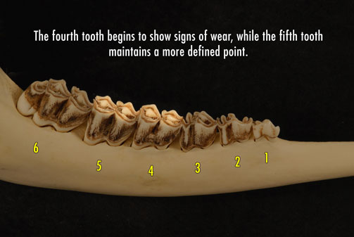 Photo of deer jaw with the fourth tooth beginning to show signs of wear, while the fifth tooth maintains a more defined point.
