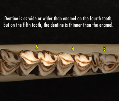 Apical view photo of deer jaw showing the dentine is as wide as or wider than enamel on the fourth tooth, but on the fifth, the dentine is thinner than the enamel.