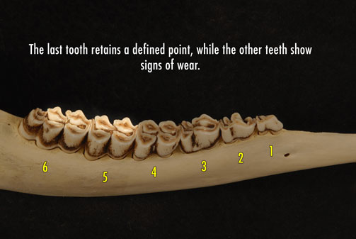 Photo of deer jaw with the last tooth retaining a defined point, while the other teeth show signs of wear.