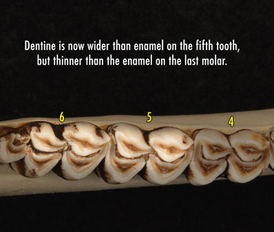 Apical view photo of deer jaw showing that the dentine is now wider than the enamel on the fifth tooth, but thinner than the enamel on the last molar.