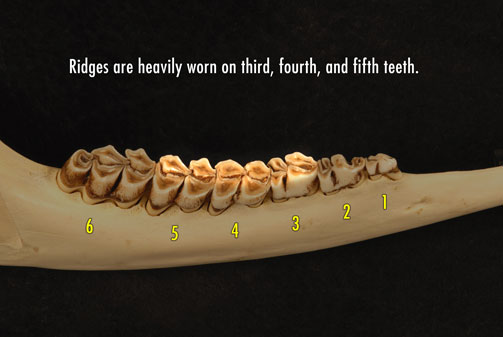 Photo of deer jaw showing heavily worn ridges on the third, fourth, and fifth teeth.