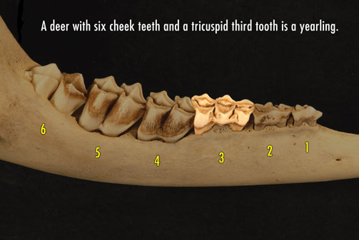 Photo of deer jaw with six teeth and a tricuspid third tooth indicating a yearling.