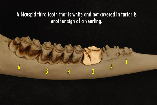 Deer jaw photo showing bicuspid third tooth that is white and not covered in tartar - another sign of a yearling.