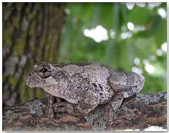 Easter Gray Treefrog