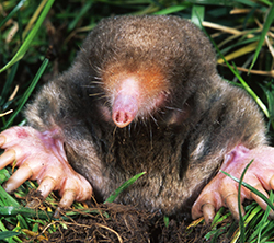 Eastern mole - Photo Credit Kenneth Catania, Vanderbilt University