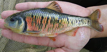 Photo of a Striped Shiner fish in the palm of a hand