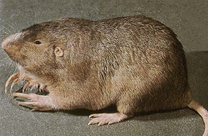 Plains pocket gopher. Photo credit: Unknown, WikiCommons