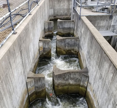 Water running through a fish ladder