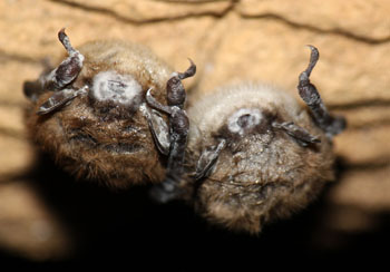 two bats showing visible signs of White Nose Syndrome