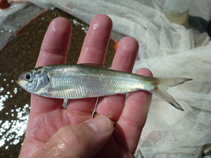 alewife fish in hand