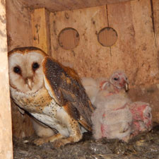 barn owl nest