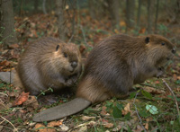 Two beavers
