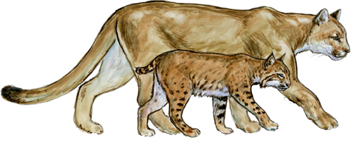 size comparison of a bobcat versus a mountain lion
