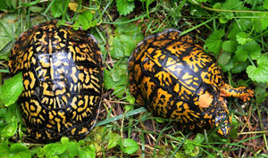 Two Box Turtles viewed from above