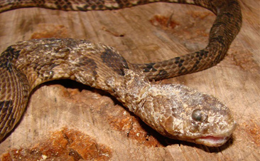 Brown Watersnake with snake fungal disease