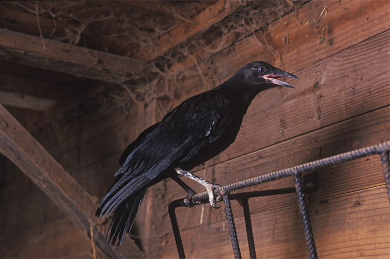A common crow in a barn.