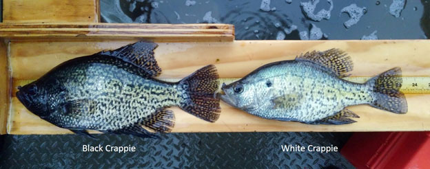 Comparison photo showing a Black Crappie on the left and a White Crappie on the right