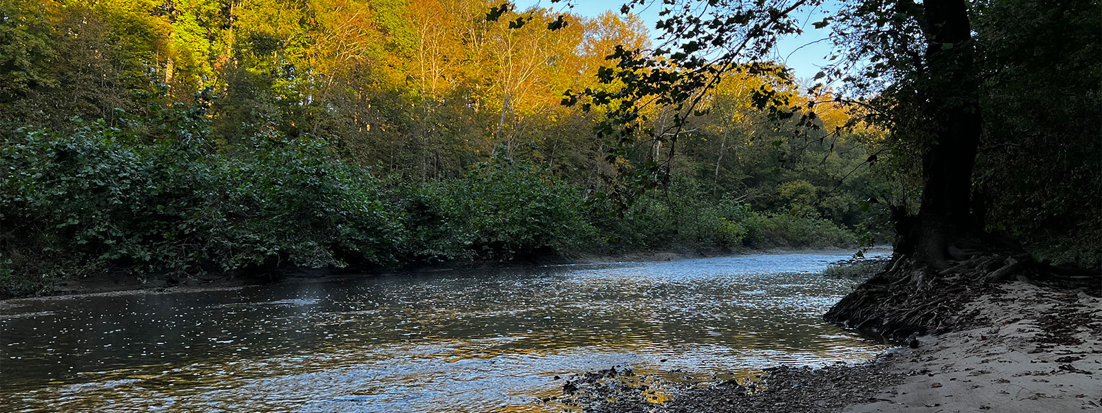 river through woods