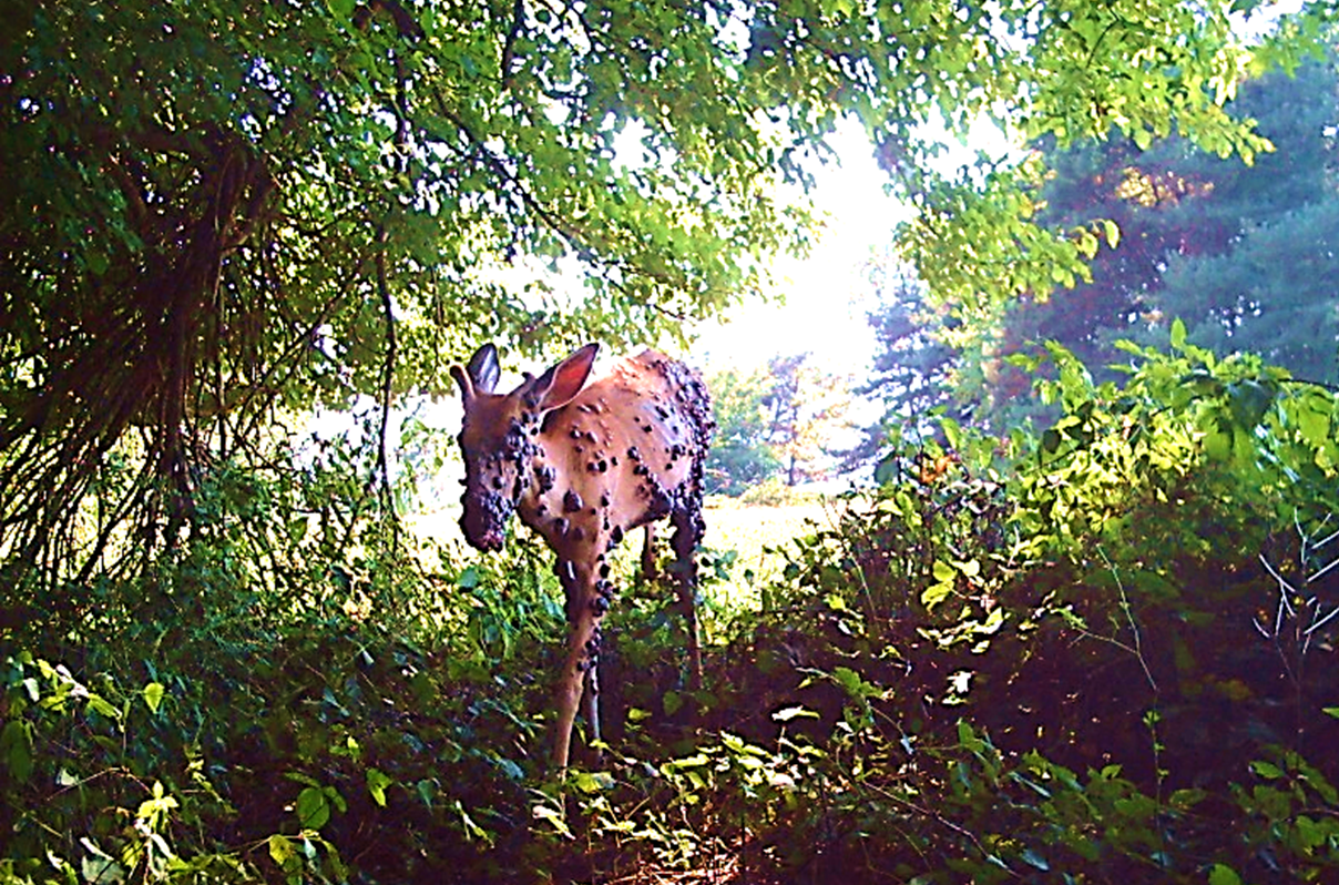 A deer with fibromas across its body.