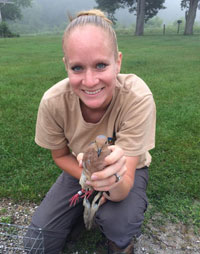 Dove banding by wildlife biologist