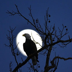 Bald eagle in moonlight