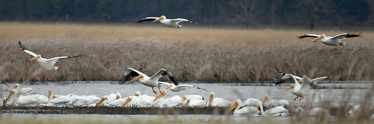 Pelicans on pond