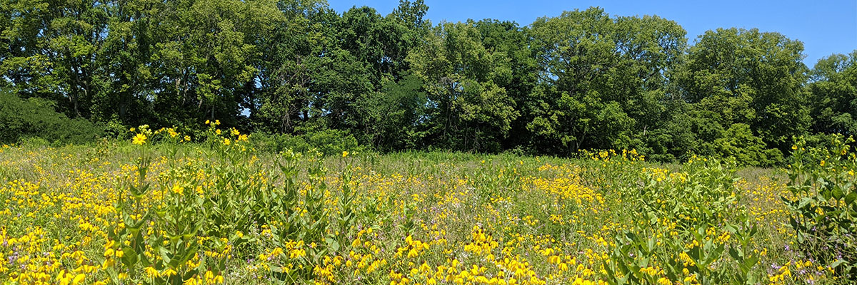 Pollinator field