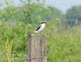 Loggerhead shrike on a fence pole.