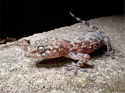 Mediterranean gecko with ants.