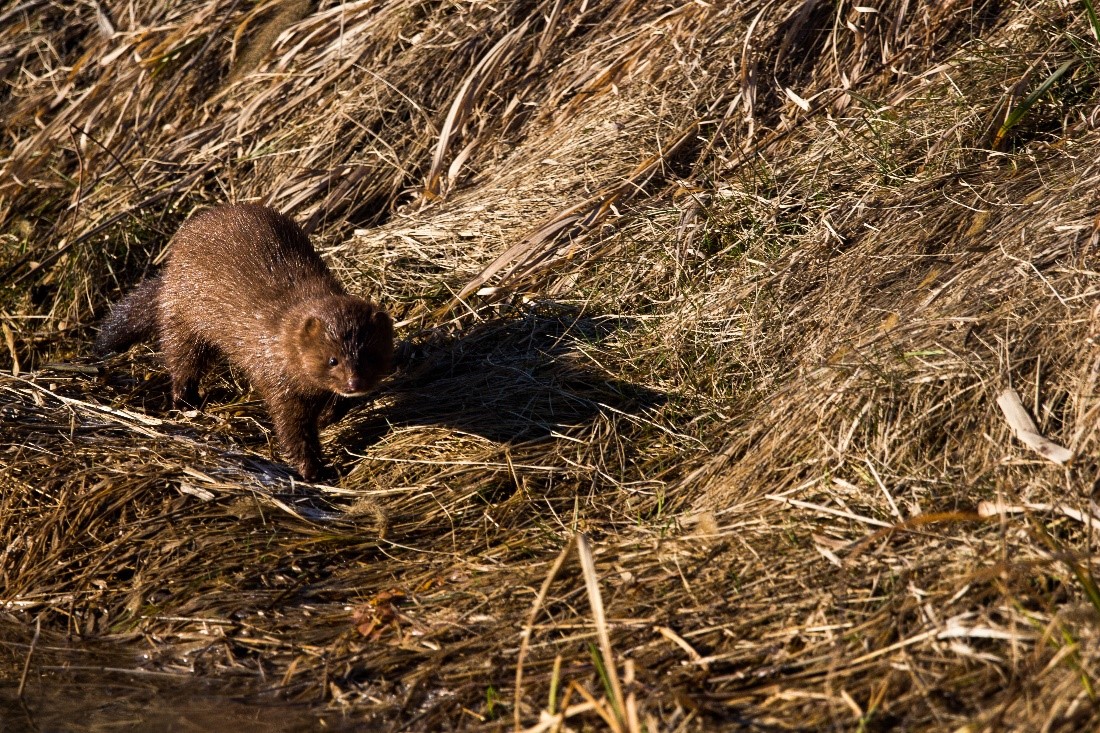A mink showing symptoms of feline distemper.
