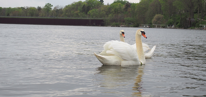 mute swans in lake