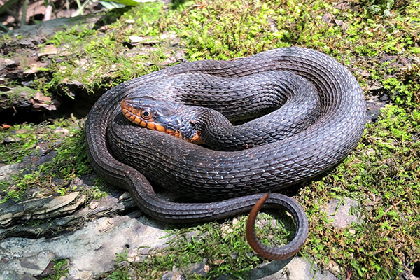 A copperbelly watersnake.