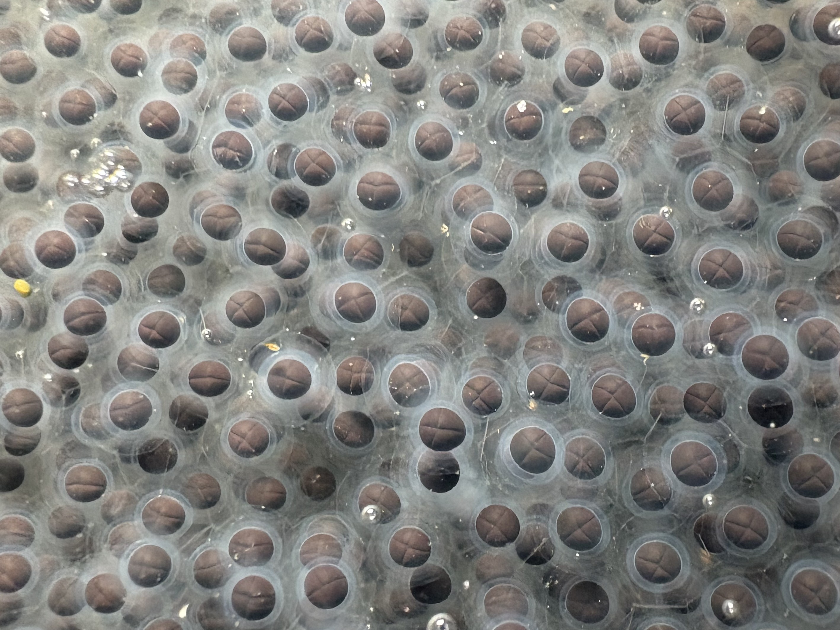 Close-up image of crawfish frog eggs.