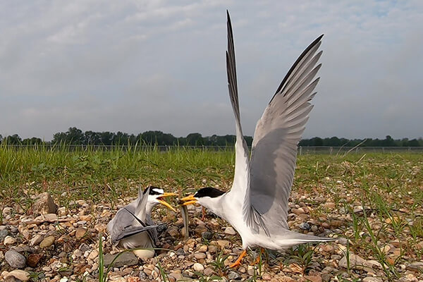 A male least tern brings food to his mate while she is incubating eggs.