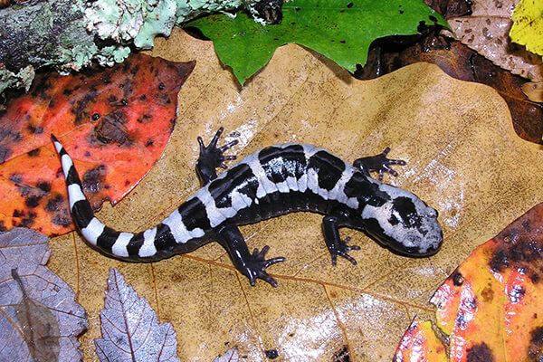 A marbled salamander.