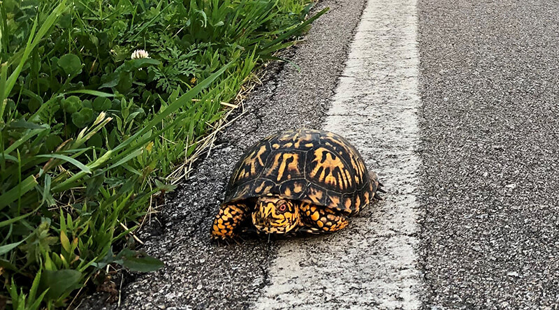 Turtle on side of road