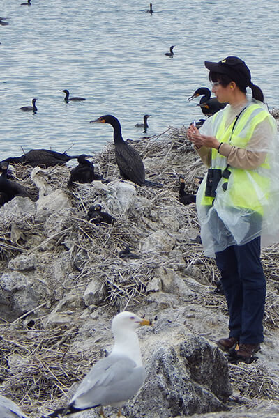 A biologist counting double-crested cormorant nests.
